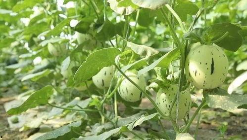 瓜州的西瓜可以免费吃吗,免费品尝甜蜜诱惑